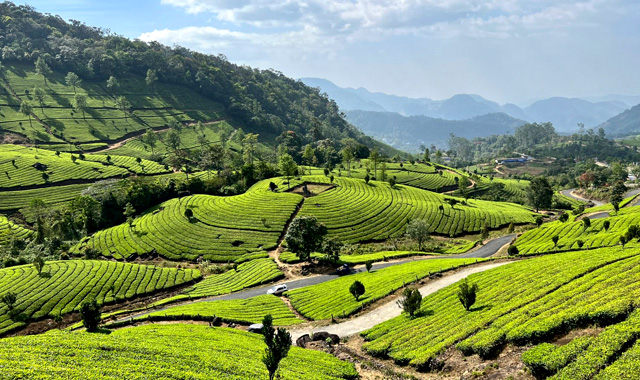 Munnar's Tea Gardens: A Green Paradise in the Western Ghats